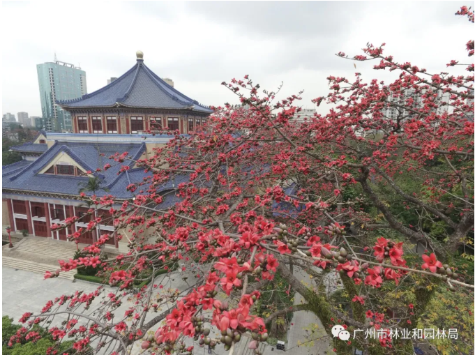 首页 政务联播 部门动态 市林业和园林局   木棉:木棉花开,冬不再来.