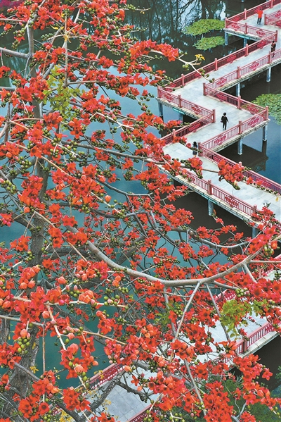 木棉花和火焰树图片