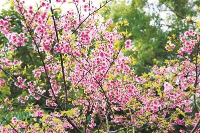 花城广州揭开“赏樱”序幕