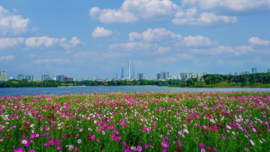 第四届粤港澳三地观鸟大赛在海珠湿地正式开赛