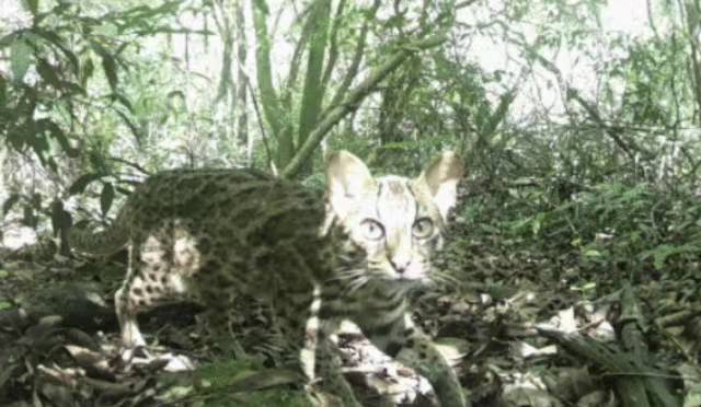 深圳龙岗监测到的豹猫