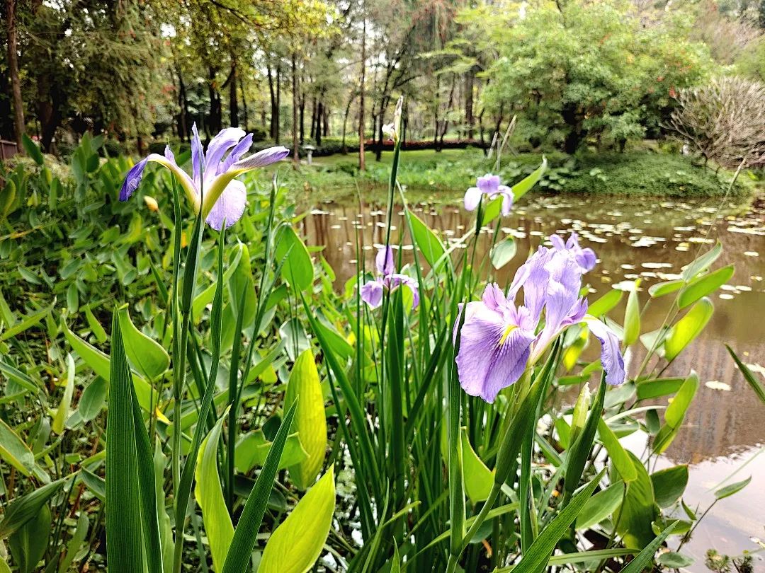 珠江公园：城市生态湿地 夏日美景即将回归