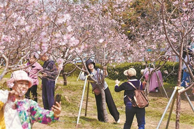 南沙樱花节本周迎盛花期